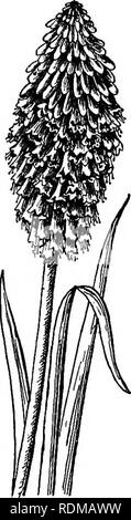 . Notre jardin fleurs ; une étude de leur terre natale, leur vie, et leurs affiliations structurels. Des fleurs. Des fleurs de yucca.--Rouge et jaune, de garder à un épi terminal fleuri. Pemw/A.-cylindrique, un pouce ou plus de long, six dents. Étamines.-Six, saillants. Ovaire.-trois cellules ; style thread-like ; stigmate minute. Capsule.-trois cellules, plusieurs graines. Kniphofia est l'un des plus uniques les plantes en général, produc- tion et se réjouit en plusieurs noms communs-Red-Hot-Poker, Poker, fleurs de Flamme torche, Lily-tout en soulignant l'effet spectaculaire de ses cylin- drical spik Banque D'Images