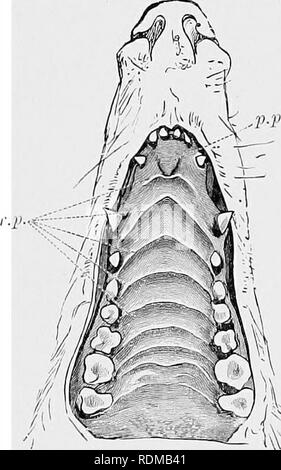 . L'histoire naturelle de Cambridge. Zoologie. La bouche et de la langue 6i être t'ouiul au moins des traces de plusieurs cuspides. Maintenant dans certains d'entre eux, nous peut-être d'instances d'une dent entière changer ; la répression, à l'exception d'une dent, qui est trouvé dans les marsupiaux, n'était probablement pas élaborés dans au moins certains de ces mammifères. La simplicité peut donc ha^'e été précédée par la complexité, et peut avoir été simplement une adaptation à un insectivi(3ir-nous alimentation. Canal alimentaire.-l'moutli Iammalia:de l'est remarque pour le fait qu'à quelques exceptions près, comme les baleines, il y a d'épaisseur et de fle Banque D'Images