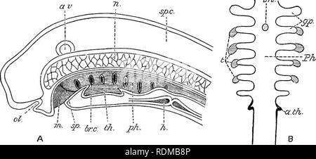 . L'histoire naturelle de Cambridge. Zoologie. Poissons 344 sisting de deux lobes latéraux reliés par une partie médiane de constriction, et situé sous l'épithélium de la langue, immédiatement au-dessus de la symphyse hyoidean. Une structure similaire a été décrit par Bischoff dans ^ Lepidosiren, et était considéré par lui comme une glande salivaire. Comme dans Eeptiles, Oiseaux et mammifères, appariés ou accessoire corps thyroïde (" supra-péricardique organes")" sont présents dans de nombreux poissons, et semblent être de structure semblable à la thyroïde médiane. Les élasmobranches dans ces organes sont originaires comme une paire de Sp.C.. ^& Banque D'Images