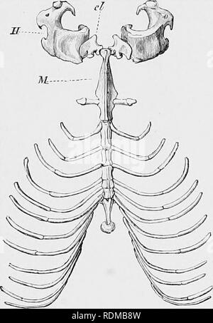 . L'histoire naturelle de Cambridge. Zoologie. Les côtes et le sternum sont constamment gratuit pour ;je Ioul ;' période, et dans certains facilite jamais devenir aukylosed avec leurs vertèbres. Mais il shoukl est à noter que dans ce groupe il n'y a pas de rapprochement à l'état de choses qui existe dans beaucoup d'^« ertebrates inférieur, où il y a une transition progressive entre les nervures de l'utérus et ceux de la région dorsale du colimm vertébrale ; pour que de la septième côtes dans les monotrèmes est plus petit que ceux qui le précèdent. Le sternum.-Tous les Mannnalia pour autant que sache posséder un sternum. C'est la b Banque D'Images