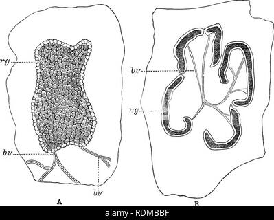 . L'histoire naturelle de Cambridge. Zoologie. Poissons 3o8, CHAP) morrhna {l'aiglefin, le G. aeglefinus), et le merlu (Merluccius vulgaris), avoir un seul gros gland rouge" qui s'avance dans l'intérieur de la vessie de sa paroi ventrale ou dorsale (Fig. 184, A). Le John Dory {Zeus faber) a cinq de ces glandes, ver-comme et courbes en forme, avec leurs concavités face à un point central entre eux (Fig. 184, B). Dans ces poissons un "rete mirabile " des vaisseaux sanguins constitue la base des glandes vasculaires. L'épithélium de revêtement ordinaire de la vessie devient remplacé. 18^--Rouge g Banque D'Images