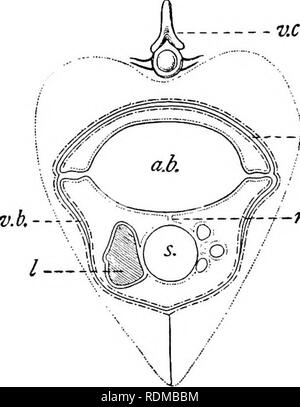 . L'histoire naturelle de Cambridge. Zoologie. 3o6 POISSONS CHAP. ^r--j-^dans un septum. donner à la carie de la compartiments latéraux apparaissent les performances de est occupé par un gros réseau spongieux. (E) dans ses relations à l'oesophage et de la vessie et le canal d'pneumaticus modifications frappantes dans différentes expositions les téléostéens. À de très rares exceptions près, un canal ouvert est de vouloir dans le Heteromi Catosteomi, Acanthopterygii, Opis,- Pediculati Jugulares thomi,,, et l'Plectognathi, raison pour laquelle le terme " Physoclisti" a souvent été utilisé comme un nom collectif pour ces poissons. O Banque D'Images