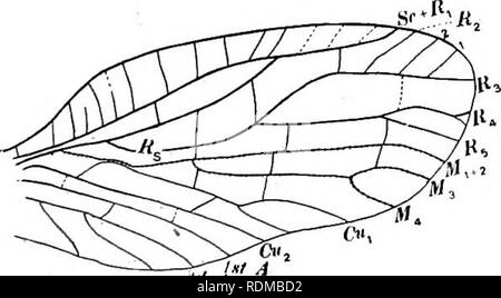 . Les insectes aquatiques dans l'état de New York ; une étude réalisée à la station entomologique selon, Ithaca, N. Y., sous la direction d'Éphraïm Porter d'avis. Les insectes ; les insectes aquatiques, libellules, poissons. Fig. 21 nymphe d'étals Infumata x3 (après Needham) à partir de l'eau [fig. 22]. Les observations de Miall S. lutaria tout à fait d'accord avec cela, et il ajoute que l'adulte émerge après deux ou trois semaines. Les adultes. Ont déjà été décrites ci-dessus. Ils sont très à l'aise et sont faciles à capturer même sans filet. Ceci tout à fait d'accord avec la forme généralisée de la nervation des ailes. [fig. 23]. En fac Banque D'Images