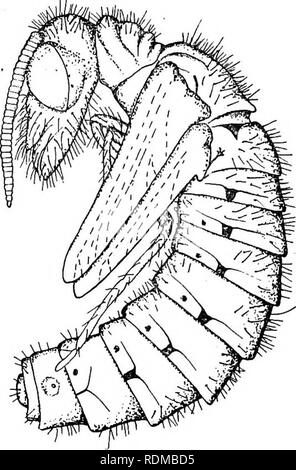 . Les insectes aquatiques dans l'état de New York ; une étude réalisée à la station entomologique selon, Ithaca, N. Y., sous la direction d'Éphraïm Porter d'avis. Les insectes ; les insectes aquatiques, libellules, poissons. Les insectes aquatiques dans l'ÉTAT DE NEW YORK U7. Fig. 21 nymphe d'étals Infumata x3 (après Needham) à partir de l'eau [fig. 22]. Les observations de Miall S. lutaria tout à fait d'accord avec cela, et il ajoute que l'adulte émerge après deux ou trois semaines. Les adultes. Ont déjà été décrites ci-dessus. Ils sont très à l'aise et sont faciles à capturer même sans filet. Ceci tout à fait d'accord avec la forme généralisée o Banque D'Images