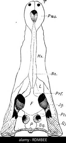 . L'histoire naturelle de Cambridge. Zoologie. 466 CROCODILIA attaché à la croix-bâtons, indique le lieu où se trouve le crocodile lorsqu'il a pris à l'hameçon et a coulé au fond. C. johnstoni, du nord de l'Australie et du Queensland ISTorthern intertnedius, et C., de l'Orinoko, sont alliés à C. crocodylidae (53601XXXXX), du moins en ce qui concerne la configuration de l'os de la mince et long museau est concerné. L'ancien est petite, à peine- atteindre la longueur de 7 pieds, tandis que les espèces d'Amérique du Sud pousse jusqu'à 13 pieds. G. americanus s. acutus. Â Cette espèce, qui vit dans l'ouest de l'Islan Banque D'Images