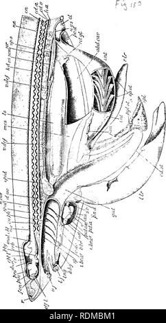 . L'histoire naturelle de Cambridge. Zoologie. CANAL ALIMENTAIRE 253 et l'apparition de glandes gastriques dans le mur de la cavité de ce dernier de payer la seule distinction entre les deux régions. Le ^ 3 , fig. 1.53.-Dissection d'un homme Dog-Pish (Scyl- lium). Le côté gauche du corps est coupée au plan médian afin d'e.^ vpose ab- dominal et cavités péricardique et le canal neural dans toute leur longueur. Le tube digestif et le foie ont été tirés vers le bas, et la cavité buccale, le pharynx, partie de l'intestin, et le cloaque ont été ouverts. Le cartilaginou paitsof.s le skele Banque D'Images