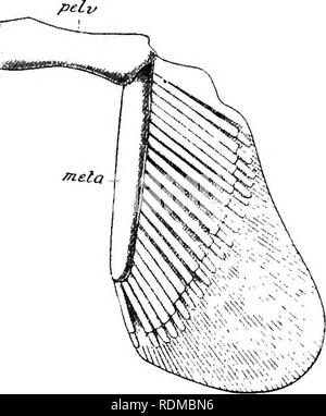 . L'histoire naturelle de Cambridge. Zoologie. 240 poissons articulés de manière à chacune de ses extrémités externes le cartilage basal (inetapterygium) de la nageoire pelvienne. Il y a parfois un rudi- ment d'un dorsalement vers » » iliaque à chaque extrémité de la ceinture, mais pas de poisson dans ces processus ne jamais acquérir une connexion dorsale avec la colonne vertébrale. Dans le processus des Holocéphales les artères iliaque sont mieux développées que dans les autres poissons, mais ventralement le moitiés de la ceinture sont unis par le ligament seul. Dans le Teleostomi des différences importantes sont observables La moitié gauche de Banque D'Images