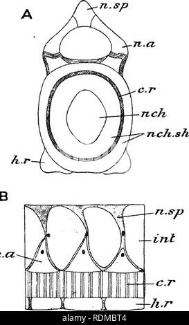 . L'histoire naturelle de Cambridge. Zoologie. Jean^^COX VERTÉBRALE K bKK^^ â EACL 199 ou en d'autres termes, deux vertebJPiWT neuromere ^ â ¢ chacun (cochon. Malade, B). L'des Holocéphales ont une colonne vertébrale essentiellement semblables à celles d'autres élasmobranches, mais d'un type primitif (Fig. 114). La notochorde est persistant et il n'y a pas de bague, mais centra- comme des calcifications, quatre ou cinq à chaque neuromere, se produisent dans le * / Ti.sp dans CMmaera gaine par accords, bien que pas dans Callorhynchus. Eibs sont absentes. Dans le fouet- comme partie terminale de la queue le arcualia et la notochorde devenir remplacé par un slend Banque D'Images