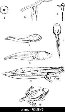 . L'histoire naturelle de Cambridge. Zoologie. RANINAE 255 Les deux sexes peuvent croak, et ce son est souvent produite sous l'eau ; mais il n'y a pas de concerts réguliers, bien que beaucoup de recueillir dans le même étang ou au printemps, qui est peut-être le seul lieu approprié pour miles autour. L'homme met son bras autour de la poitrine de la femme, derrière ses bras, et l'étreinte est si ferme que rien ne l'amener à desserrer son emprise. Le processus devient une retlex-action involontaire, une crampe qui peuvent durer des jours, voire des semaines, si un temps froid s'installe, jusqu'à ce que la femelle est prête à expulser les œufs, une Banque D'Images