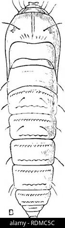 . L'histoire naturelle de Cambridge. Zoologie. 5:3. les tiges. Les nymphes sont également propres. Ils sont d'uuusuai iy allongés, cylindriques, avec tégument relativement faible, mais avec un développement considérable des dents chitineuses, élevée, de crêtes, sur la partie dorsale, et une très forte ridge de ce type sur la surface ventrale de la septième segment ; l'aile-les gaines sont court ; il est •^•« très difficile de distinguer le nombre de segments abdominaux. Ces nymphes sont remarquablement agile, et en se tortillant et coups sont capables de se déplacer sur une distance considérable ; il est dit qu'ils peuvent les forcer Banque D'Images