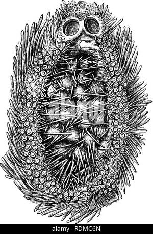 . L'histoire naturelle de Cambridge. Zoologie. Début du développement 603, après avoir été portées, et ils ont ensuite l'objet d'une segmentation en un certain nombre d'égale ou presque, segments ou " blastomères." Ces organiser eux-mêmes sous la forme d'une sphère creuse ou " blastula," l'empreinte de ce qui est appelé le " blastocèle" et après devient le principal organe-cavité de la larve. Cette cavité contient un albu- minous fluide, aux dépens de qui de développement semble être exploitée (Fig. 282, B). Les cellules formant la blastula acquérir cilia, et l'embryon commence à tourner wi Banque D'Images