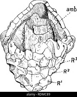 . L'histoire naturelle de Cambridge. Zoologie. CRINOIDEA ECHINODERMES 594 chap. d'armes. Un genre, JTolopus, dans les eaux peu profondes de la mer des Caraïbes. Fam. 5. Dans âStem Comatulidae.l'adulte cassé, ne laissant qu'un moignon, le centro-dorsal, couverts de cirres. Six genres. Antedon (  = Comatula) a déjà été décrite ; de nombreuses espèces tropicales ont de nombreuses armes et des plaques latérales souvent et plaques de protection. Actinometra se distingue par sa bouche, excentrique et par le fait que le centro-dorsal est plat et a ses bords ronds seulement cirres ; Atelecrinus a un en forme de gland centro-dorsal, et l'un basals Banque D'Images