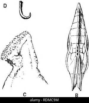 . L'histoire naturelle de Cambridge. Zoologie. 344 LEPIDOPTERA si dans la femelle il y a généralement cinq hut sans chaos. Chrysalide suspendue par la queue afin de les laisser pendre librement. "Ve : dans cette famille plusieurs sous-familles traités par certains taxonomistes comme familles ; à cet égard, nous suivre Bates, dont l'arrangement^ reste la base de la classification des papillons. Avec cette extension, les Nymphalidae est la plus importante des familles de papillons, et comprend plus de 250 genres et entre 4000 et 5000 espèces. Il y a huit sous- familles. C'est dans que les Nymphalidae Banque D'Images