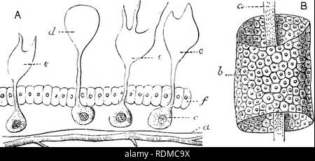 . L'histoire naturelle de Cambridge. Zoologie. 334 LEPIDOPTERA articulation de l'échelle avec l'aile s'effectue par une division de la tige de l'échelle où il est visé par la mem- brane. Semper n'était pas en mesure de montrer que l'échelle sont certainement les cellules formant le hypodemial les cellules, mais cela n'a depuis été démontré par Schiiffer, qui montre également que chaque cellule contient une vésicule excrétrice. Très peu est connu sous le de façon positive au développement de la couleur dans l'aile. Il a été souligné par Hopkins ^ que dans certains cas, les couleurs sont de la nature d'urates, c'est, de l'e Banque D'Images