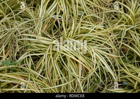 Feuillage panaché de Carex oshimensis Evergold plantes Banque D'Images