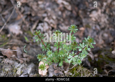 Le Galium mollugo feuilles fraîches Banque D'Images