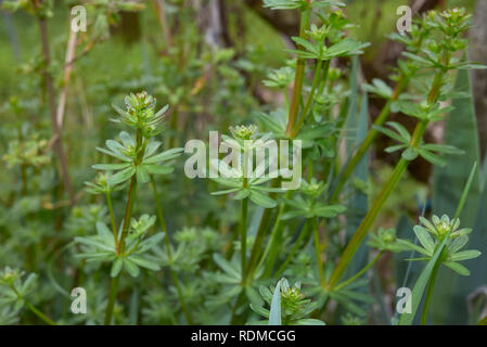 Le Galium mollugo feuilles fraîches Banque D'Images