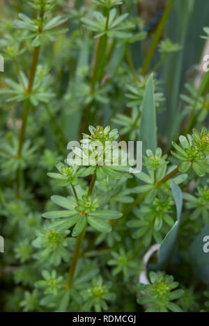 Le Galium mollugo feuilles fraîches Banque D'Images