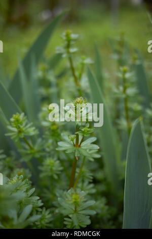 Le Galium mollugo feuilles fraîches Banque D'Images