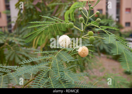 Leucaena leucocephala Arbre, fleur et les coupelles de semences Banque D'Images