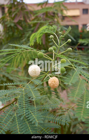 Leucaena leucocephala Arbre, fleur et les coupelles de semences Banque D'Images