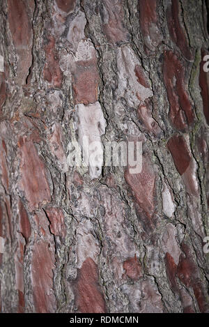 L'écorce de Pinus pinaster close up Banque D'Images