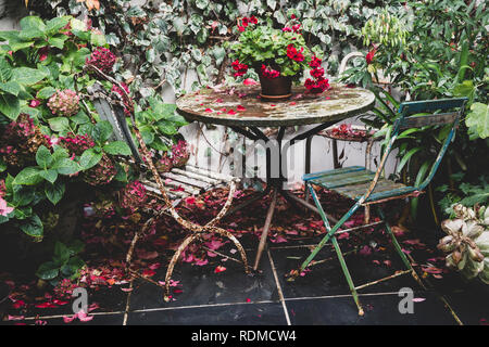 Pélargonium rouge sur vintage table dans le jardin arrière, deux chaises pliantes rouillée et l'Hydrangea en plante en pot. Banque D'Images