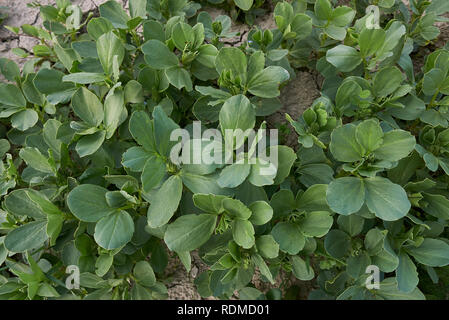 Vicia faba domaine Banque D'Images