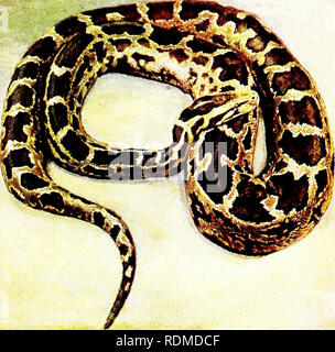 . D'autres terres d'oiseaux, reptiles, poissons, animaux et formes inférieures ;. Zoologie ; oiseaux ; reptiles ; des poissons. *Â">â ¢. ^»^^^ j :^^-, >Â"^- ''sj^»  ,Â"&gt ;.  .  =^*-# S : :^r^' Â"Â"^^ ? l'oreille. Â g ;,Â"S"&gt ;/rÂ"*-^ ^^'..--# fe ,^ / ; ) I I I ^ c-FV. Le python de l'Afrique de l'Ouest. Ce splendide serpent est dit à gi'.nv tn un lengtli â ¢'( â â ver Vwentx altliuu Icet,.gli géant sucli&gt ; ne sont qu'ui.je asn.mally a rencontré. Veuillez noter que ces images sont extraites de la page numérisée des images qui peuvent avoir été retouchées numériquement pour plus de lisibilité - coloration et l'aspect de ces illustrations ne peut pas perfe Banque D'Images