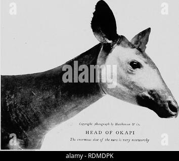 . Mammifères d'autres terres ;. Les mammifères. Les 244 ANIMAUX DU MONDE vivant de la plus grande deux crânes appartenait à un jeune homme. C'est la peau qui est désormais mis en place au Musée d'Histoire Naturelle de South Kensington, et d'une illustration photographique qui accompagne cet avis. Lors de la réception de cette peau, j'ai vu immédiatement ce que l'okapi a été - à savoir, une relation étroite de la girafe. Le développement de la très petite de la corne-boss, J'ai cru qu'il était plus proche allié de l'helladotherium que de la vivre girafe. En transmettant les spécimens au professeur Ray Lankester, je propose donc de Banque D'Images