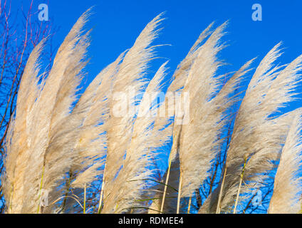 L'herbe de la pampa en Ropner Park, Stockton on Tees,Angleterre,UK Banque D'Images