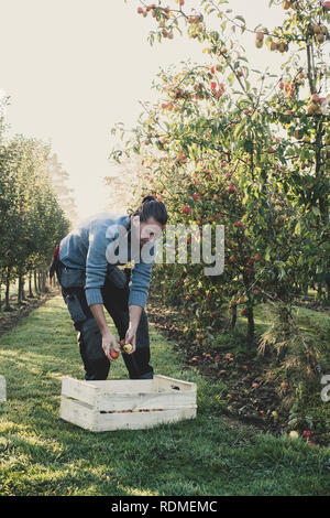 Homme debout en verger, la cueillette des pommes dans les arbres. Récolte des pommes en automne. Banque D'Images