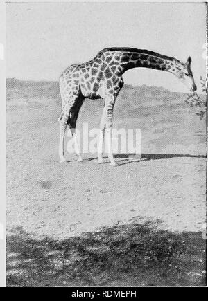 . Mammifères d'autres terres ;. Les mammifères. La girafe et l'okapi 241 fait que les girafes ne jamais toucher l'eau durant l'ensemble de la saison sèche hivernale - pendant plusieurs mois. Oryx et des élans dans les mêmes voies sans eau de pays sont toutes non-fumeurs depuis toujours pour la même période. La chair d'une girafe vache, si assez jeune, est excellent, tendre, et bien goûté, avec une saveur de jeu comme du veau. La moelle des os, aussi doux rôti au feu de bois, sciés en deux, et se permettre de manger, dehcious tout à fait l'une des spécialités de la Cour suprême désert africain. L'OKAPI PAR SIR HARRY JOHNSTON, K.C.B., F.Z.S. Banque D'Images