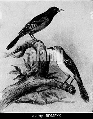 . Les oiseaux de l'Illinois et du Wisconsin. Les oiseaux ; les oiseaux. i8o Field Museum of Natural History - zoologie, Tome IX.. Des hommes. Oriole des vergers. Des femmes. Couronne, avec buff jaune au centre, bordé de noir ; dos, striée de noir ; les parties inférieures, jaune pâle, teinté de chamois, les plumes de la queue, a fait. DoUchonyx oryzivorus (femelle). Le Goglu. Oiseau de riz. Voir n° 223. L'article 2. Les espèces suivantes ont les parties inférieures, noire ou fortement striées de brun foncé ou noir :-. Veuillez noter que ces images sont extraites de la page numérisée des images qui peuvent avoir été retouchées numériquement pour plus de lisibilité -. Banque D'Images