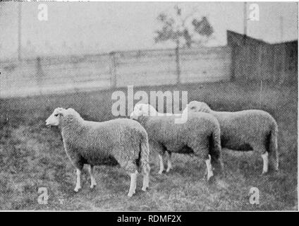 . Mammifères d'autres terres ;. Les mammifères. PhM hj J. T. NiTui LONK RAM Ceci est une photo de la plus grande attention l'enregistrement sur des moutons et l'agriculture hautement qualifiés de la vieille Angleterre. Dans l'extrême nord de l'Écosse contre- produites les moutons sont maintenant élevés et nourris en hiver sur les navets, qui va croître luxueusement où le climat est trop sombre et humide pour le blé. Les bovins étaient autrefois la principale source de richesse pour les propriétaires de Highland estates. Les moutons n'a été introduite qu'après les hauts plateaux ont été soumis par la suite à la rébellion de 1745. Il a été constaté que le revêtement rugueux heather-prospérait sur le mouillé et elev Banque D'Images