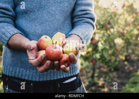 Close up of man standing in apple orchard, holding freshly picked apples. Récolte des pommes en automne. Banque D'Images