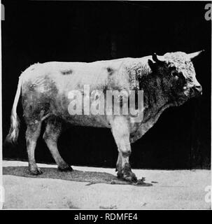 . Mammifères d'autres terres ;. Les mammifères. i86 LES ANIMAUX VIVANTS DU MONDE. PhM par W. f. D&A PARC ANGLAIS BULL la similitude de forme pour le meilleur de race pure race shorthorn laitier moderne est évident BRITISH PARK-bétail, et de l'aurochs la soi-disant " bovins sauvages " trouvés dans les parcs de Chartley et Chillingham, ainsi que dans le parc de Lord Leigh à Lyme, et dans celle du duc de Hamilton au Château Cadzow, Ecosse, ne sont probablement pas les descendants d'une race sauvage autochtone. Il n'est pas sans réticence que la croyance dans leur descente sauvage a été abandonné. Mais l'évidence semble assez concluant un Banque D'Images