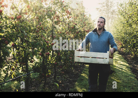 Homme debout en verger, holding caisse à pommes. Récolte des pommes en automne. Banque D'Images