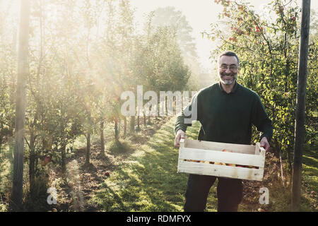 Smiling man standing in apple orchard, holding caisse à pommes, looking at camera. Récolte des pommes en automne. Banque D'Images