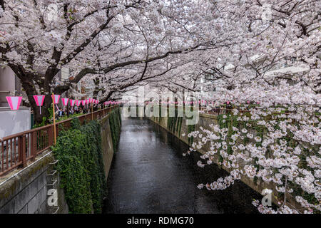 Rivière Meguro sous les fleurs de cerisier, Tokyo, Japon. Banque D'Images
