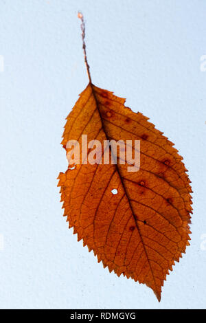 Close-up view of autumn leaf Banque D'Images