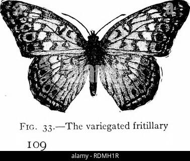 . Comment connaître les papillons ; un manuel des papillons de l'Est des États-Unis. Les papillons. Les nymphes l'hémérocalle Fritillary Euptoieta claudia (Eup-toi-e'ta clau'di-a) Fig. 33 ; et la plaque XVIII, fig. 3, 4 Cette espèce d'accord avec la précédente pour avoir l'apex de les ailes antérieures produites afin que la marge extérieure est con- cave ; mais diffère par l'absence de taches argentées sur la face inférieure. Les ailes sont les deux paires ; fauve sont traversées par une bande plus pâle en commun, et marqué avec black et fuscous noirâtre. La surface des ailes est joliment marbré de brun et blanchâtre. Cate Banque D'Images