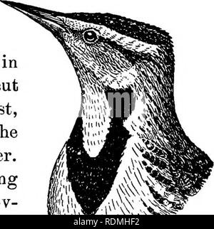 . Les oiseaux utiles et leur protection. Contenant de brèves descriptions des espèces plus communs et les plus utiles du Massachusetts, avec des comptes de leurs habitudes alimentaires, et un chapitre sur les moyens d'attirer et de protéger les oiseaux. Les oiseaux ; les oiseaux. Champ D'OISEAUX ET JARDIN. Les tempêtes 317 il devient tout à fait domestiquée, et cherche la nourriture le long des routes et sur dooryards et des poulaillers ; mais habituellement, l'Alouette est un oiseau timide, et se conserve bien hors du feu dans les champs ouverts. Cette espèce a appris la prudence dans le nord du pays à cause de la persécution continuelle par des artilleurs ; mais j'ai vu que des bruants sturnelles comme tame Banque D'Images