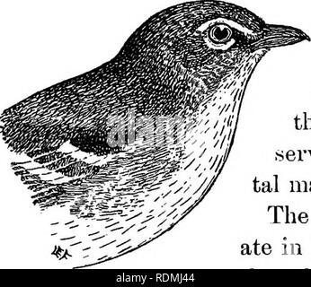 . Les oiseaux utiles et leur protection. Contenant de brèves descriptions des espèces plus communs et les plus utiles du Massachusetts, avec des comptes de leurs habitudes alimentaires, et un chapitre sur les moyens d'attirer et de protéger les oiseaux. Les oiseaux ; les oiseaux. 208 BIED utiles8.. Fig. 73. Viréo à gorge jaune -, les deux tiers de la taille naturelle. Il y voit communément dans la saison de reproduction que dans un lieu clos. Le nid de cet oiseau, qui est d'environ une semaine dans le build- ing, est l'un de l'extérieur l'un des plus beaux spécimens d'architecture d'oiseaux au monde. Il est difficile de voir comment il est possible pour un oiseau à con- struct tels Banque D'Images