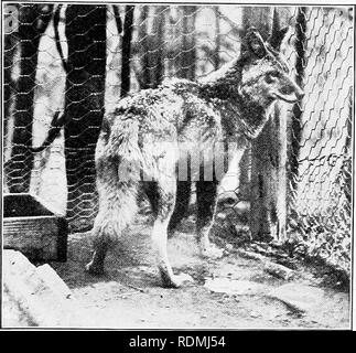 . Les animaux sauvages du parc national des Glaciers. Les mammifères. Le parc national des Glaciers (Agence : U. S. ), les mammifères les oiseaux. Les animaux sauvages de la plaque de Glacier Park XVII. FIG. 1.-CAPTIVITÉ COYOTE dans parc zoologique national. ^CX. Veuillez noter que ces images sont extraites de la page numérisée des images qui peuvent avoir été retouchées numériquement pour plus de lisibilité - coloration et l'aspect de ces illustrations ne peut pas parfaitement ressembler à l'œuvre originale.. United States. National Park Service ; Bailey, Vernon, 1864-1942 ; Bailey, Florence Augusta (Merriam) 1863-. Washington, gouvernement. L'impression. L'arrêt. Banque D'Images