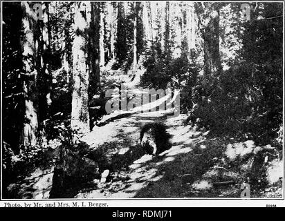 . Les animaux sauvages du parc national des Glaciers. Les mammifères. Le parc national des Glaciers (Agence : U. S. ), les mammifères les oiseaux. . Ptiuto^ mi et M. liy. ivi. i. Berger. FIG. 1.-À POIL JAUNE VERS LE BAS EN RETRAITE PORCUPINE UN SENTIER FORESTIER DANS LE GLACIER PARK.. Photo, par M. et Mme M. I. Berger, fig. 2.-UN PORC-ÉPIC RENCONTRÉ SUR LE SENTIER PRÈS DE SUN CAMP, FAISANT UNE PAUSE POUR S'ASSURER SI RETREAT EST NÉCESSAIRE.. Veuillez noter que ces images sont extraites de la page numérisée des images qui peuvent avoir été retouchées numériquement pour plus de lisibilité - coloration et l'aspect de ces illustrations ne peut pas parfaitement ressembler à l'œuvre originale.. United Sta Banque D'Images