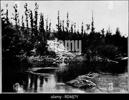 . Les animaux sauvages du parc national des Glaciers. Les mammifères. Le parc national des Glaciers (Agence : U. S. ), les mammifères les oiseaux. Les animaux sauvages du parc des Glaciers. XIII. la plaque. FIG. 1.-BEAVER HOUSE SUR LA RIVE DE LA RIVIÈRE BELLY PRÈS DE LIGNE. La rivière est profonde ET PAS DE BARRAGE EST NÉCESSAIRE.. Veuillez noter que ces images sont extraites de la page numérisée des images qui peuvent avoir été retouchées numériquement pour plus de lisibilité - coloration et l'aspect de ces illustrations ne peut pas parfaitement ressembler à l'œuvre originale.. United States. National Park Service ; Bailey, Vernon, 1864-1942 ; Bailey, Florence Augusta (Merriam) 1863-. Washington, gouvernement Banque D'Images