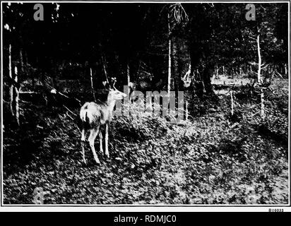 . Les animaux sauvages du parc national des Glaciers. Les mammifères. Le parc national des Glaciers (Agence : U. S. ), les mammifères les oiseaux. Les animaux sauvages du parc des Glaciers. VI. LA PLAQUE. FIG. 1.-MULE DEER BUCK DANS UN COURT ÉTÉ MANTEAU ROUGE ET VELOURS CORNES, YELLOWSTONE PARK.. Veuillez noter que ces images sont extraites de la page numérisée des images qui peuvent avoir été retouchées numériquement pour plus de lisibilité - coloration et l'aspect de ces illustrations ne peut pas parfaitement ressembler à l'œuvre originale.. United States. National Park Service ; Bailey, Vernon, 1864-1942 ; Bailey, Florence Augusta (Merriam) 1863-. Washington, gouvernement. L'impression. L'arrêt. Banque D'Images