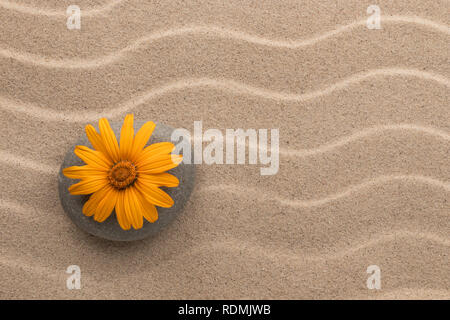Fleur jaune se trouve sur une pierre parmi les dunes de sable. Vue de dessus Banque D'Images