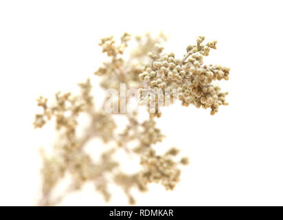 La flore de la Grande Canarie - Artemisia ramosa, absinthe, ramifié endémique à Gran Canaria et Tenerife, isolated on white Banque D'Images